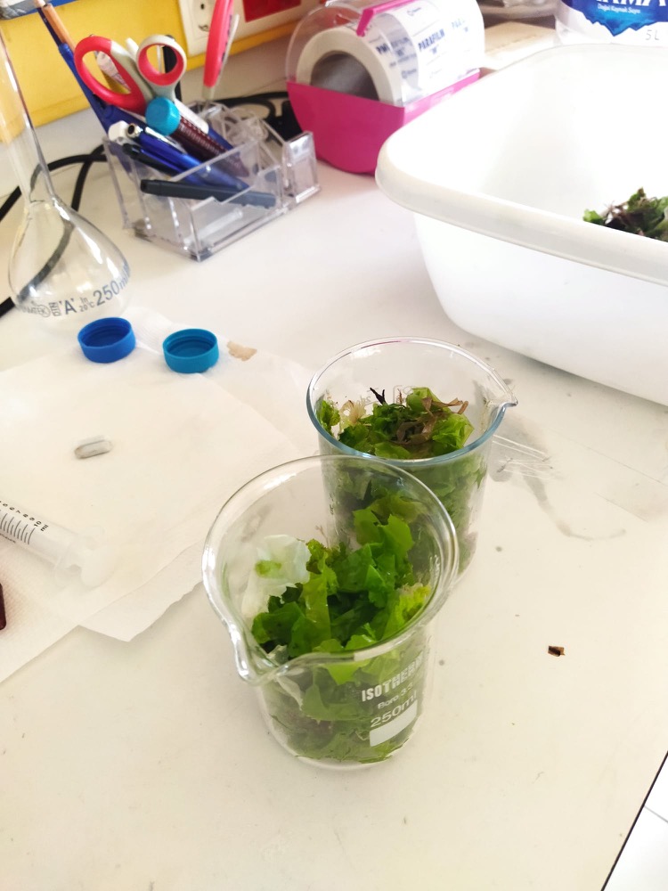Algae in laboratory beakers