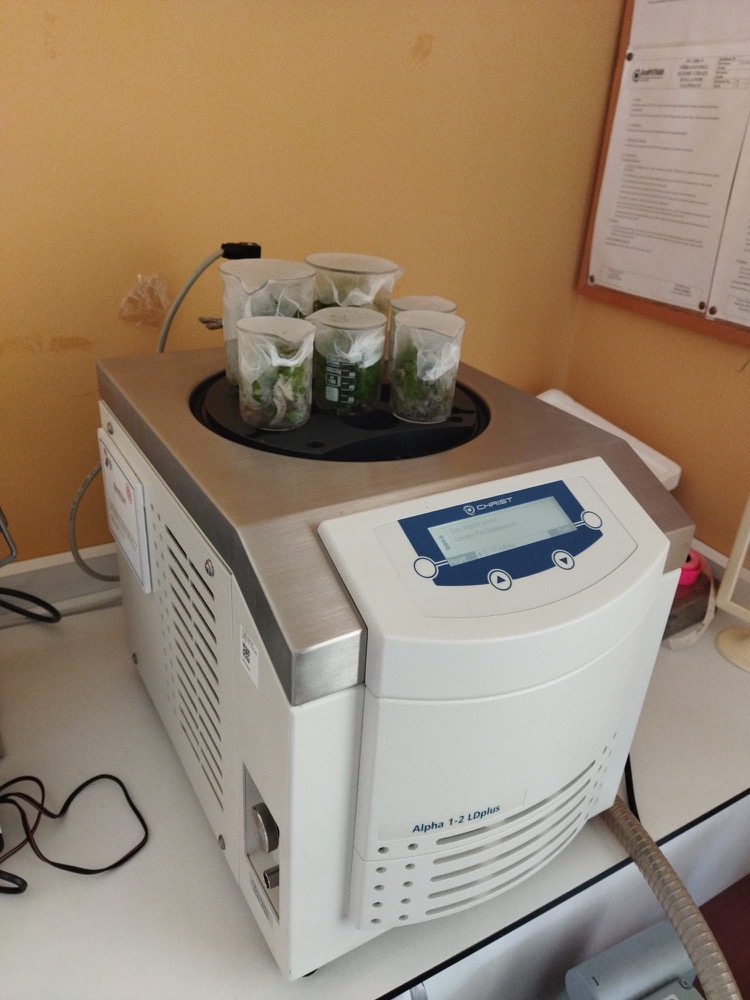Algae samples on a drying unit in the lab